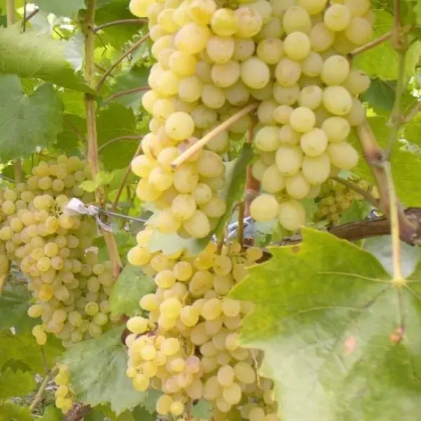 Stolové hrozno SULTANINA (bezsemenné)