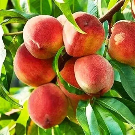 Broskyňa SUNCREST (neskorá)