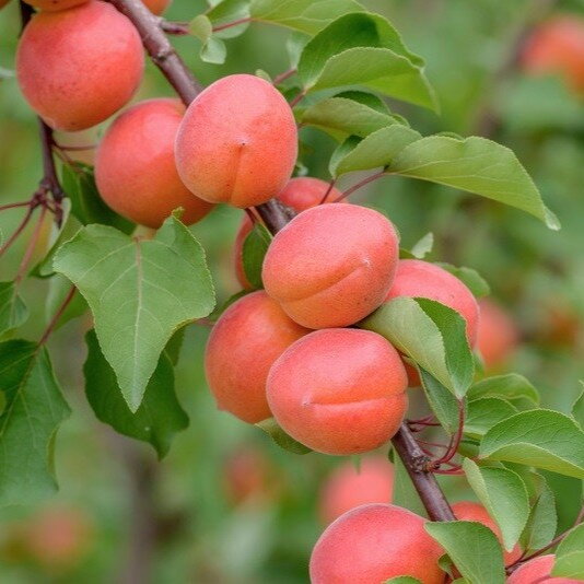 Marhuľa zakrslá stĺpová SUNROSSO (poloskorá)