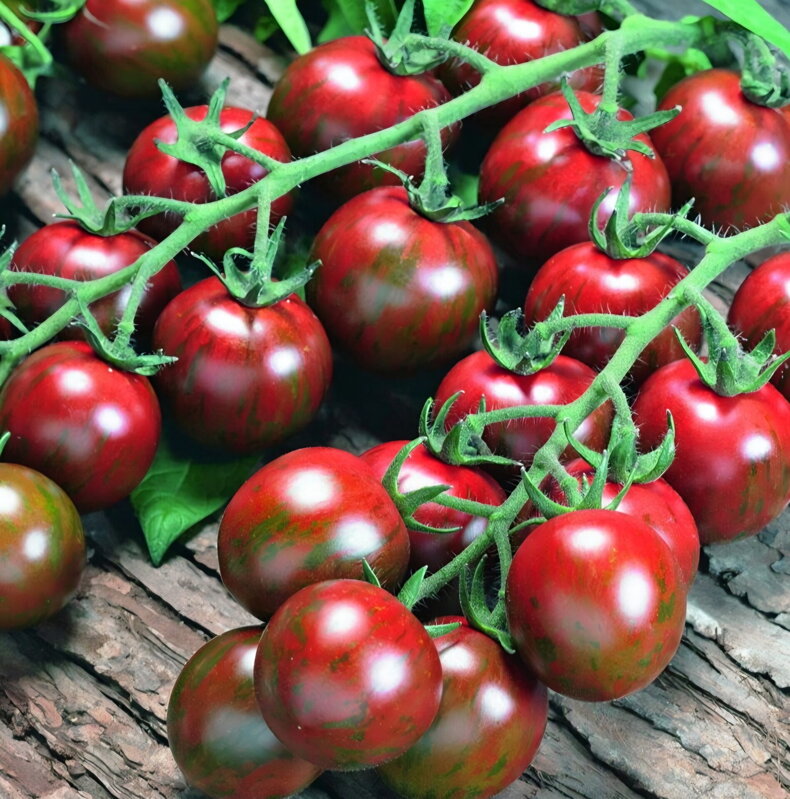 Paradajka Tigrino