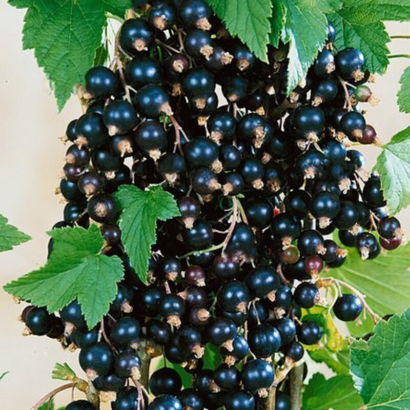 Ríbezľa stromčeková WELLINGTON