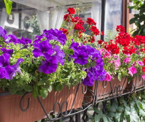 10 nakrajších kvetov na balkón, ktoré vám potešia zrak
