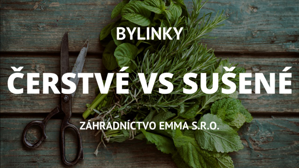 Sušené vs. čerstvé bylinky