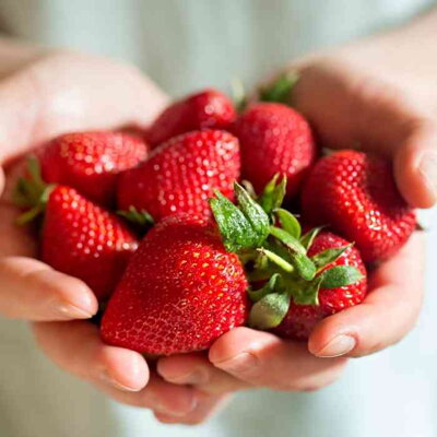 10x jahody 'Diamante' (stálerodiaca odroda)