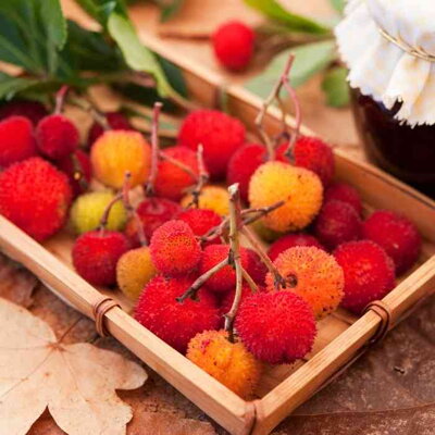 Arbutus unedo - Liči 'Compacta' - Jahodový strom