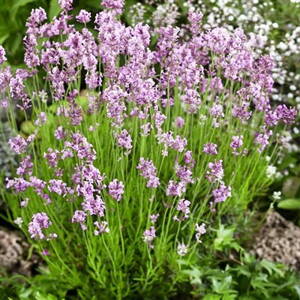 Levanduľa angustifolia "Rosea"