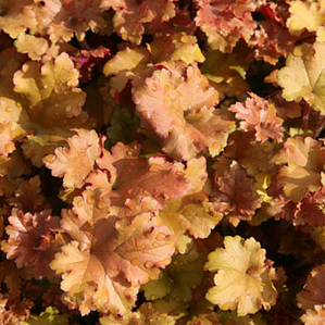 Heuchera "Marmalade"
