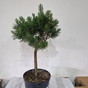 Pinus sylvestris LUKÁS WB