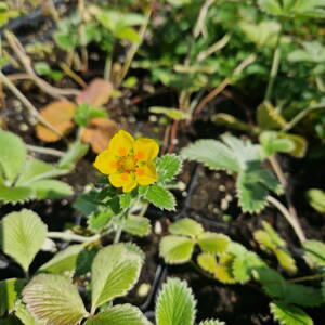 Potentilla atrosanguinea var. argyrophylla