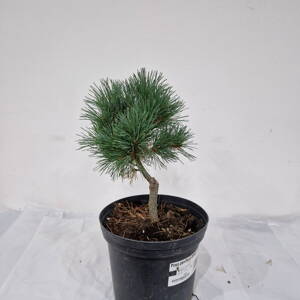 Pinus parviflora DENDO