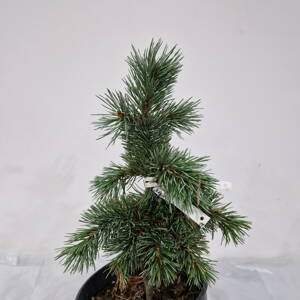 Pinus aristata BASHFUL