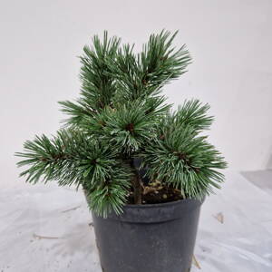 Pinus aristata SILVER HEELS