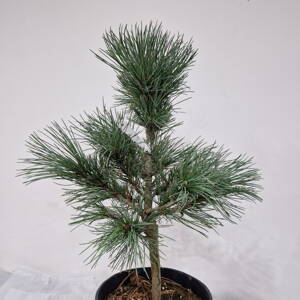 Pinus cembra SABATSHUTTE