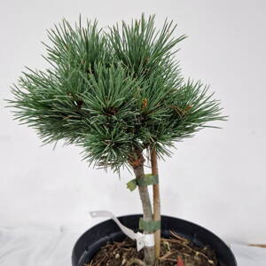 Pinus parviflora HAGOROMO