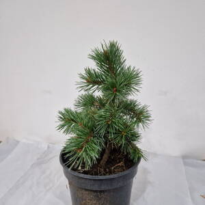 Pinus aristata VERDEN