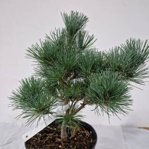 Pinus parviflora BILLIE