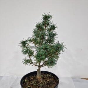 Pinus parviflora MASAMI