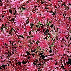 Sedum album 'Coral Carpet'