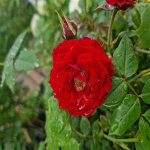 Stromčeková ruža červená 1