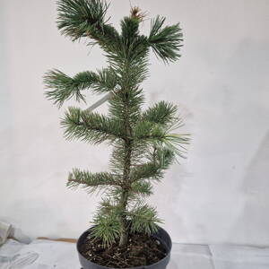 Pinus aristata SLOWINISKA