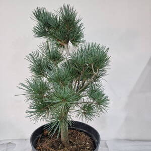 Pinus parviflora AOI