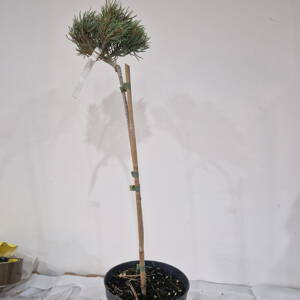 Abies monophylla WIGGLE