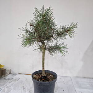 Pinus mugo pumilio J.H.
