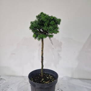 Abies balsamea RENSWOULDE
