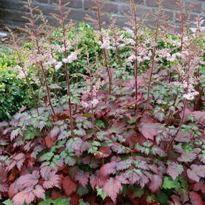Astilbe "Color Flash"
