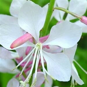 Gaura lind. 'Corrie's Gold'