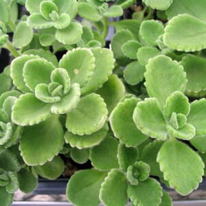 Nádchovník - Plectranthus amboinicus