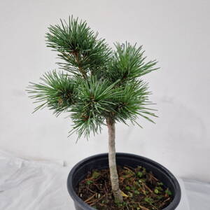 Pinus parviflora 'Burke's Bonsai'