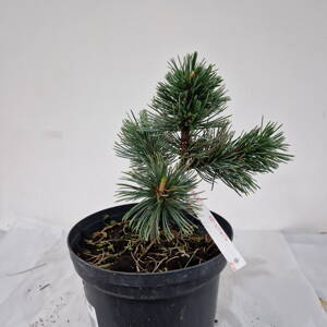 Pinus aristata 'Doc'