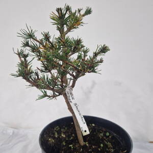 Pinus banksiana MIDGE