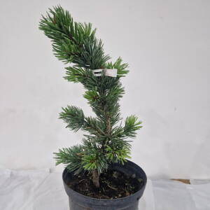 Pinus aristata LORAINE