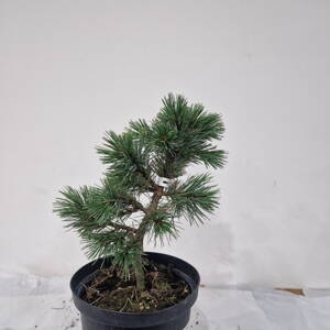 Pinus aristata 'Silver Bee'