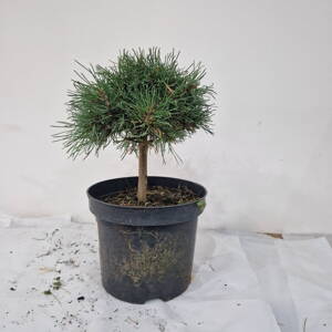 Pinus uncinata TOGO