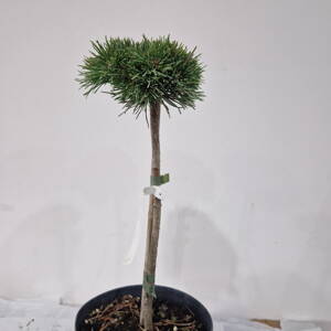 Pinus mugo-pumilio MARGOT