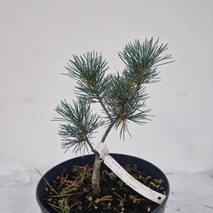 Pinus parviflora SHI NO SEE