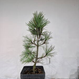 Pinus cembra COMPACTA GLAUCA