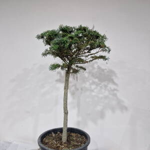 Abies koreana 'BRILLANT'