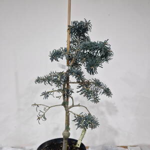 Abies concolor HEXE