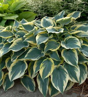 Hosta First Frost