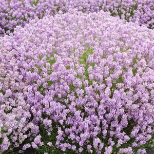 Lavandula angustifolia Hidcote Pink