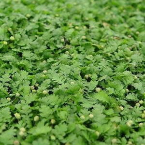 Machovec - Leptinella dioica 'Minima'