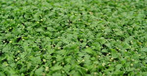 Machovec - Leptinella dioica 'Minima'