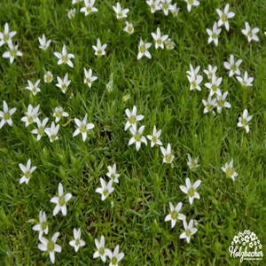 Minuartia stellata 'Minima'