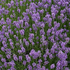 Lavandula angustifolia Munstead