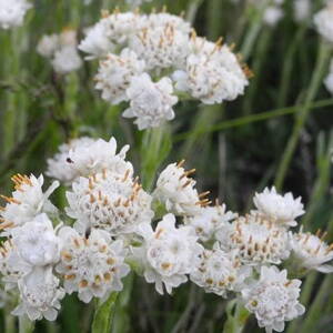 Plešivec dvojdomý biely (Antennaria dioica Alba)