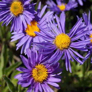 Astra alpínska 'Dunkle Schone' (Aster alpinus Dunkle Schone)